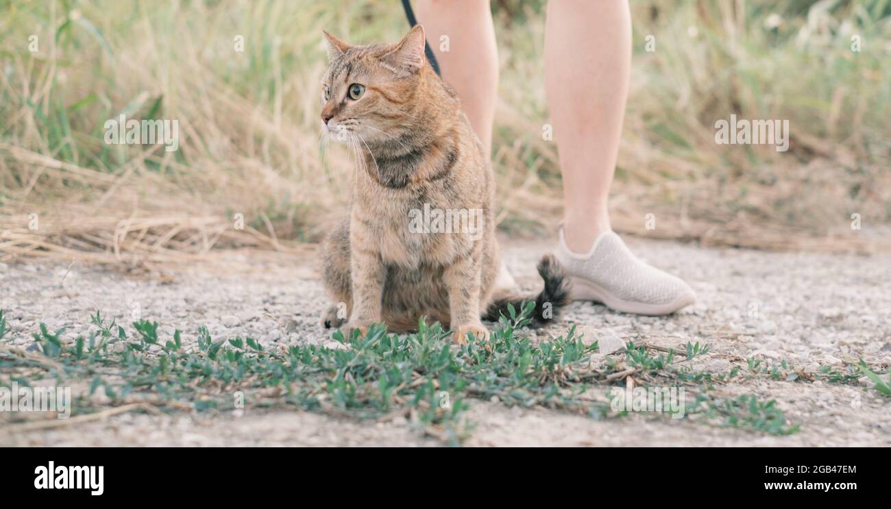 Woman walking with a ginger cat on a leash outdoor. Stock Photo