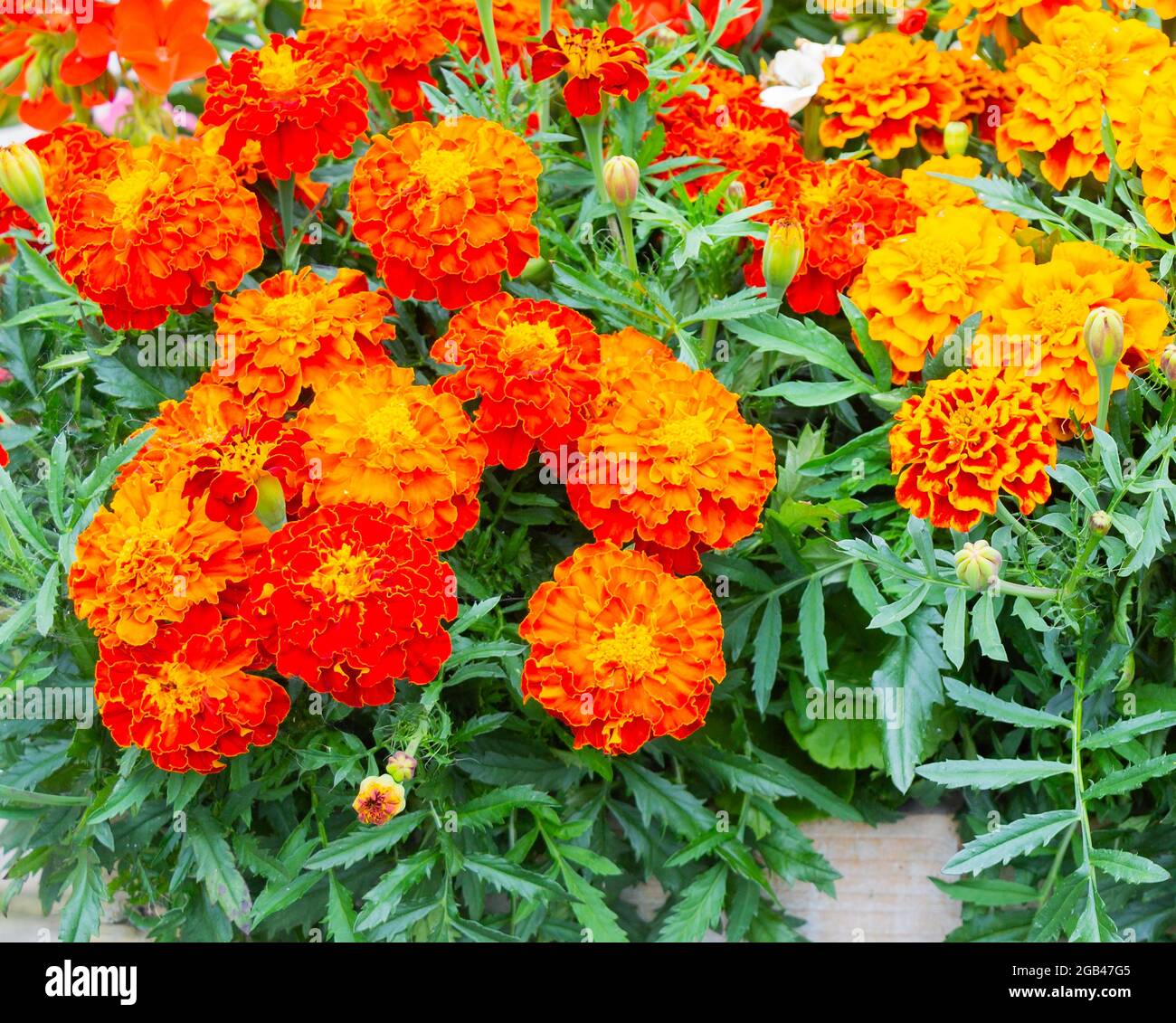 Indian Carnation Marigold summer bedding plant in full bloom Stock Photo