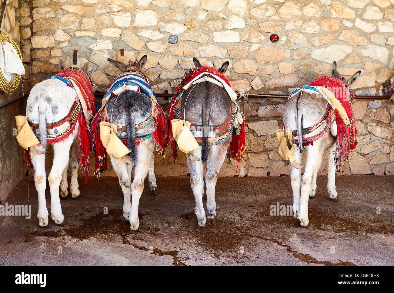 Spanish donkey hires stock photography and images Alamy