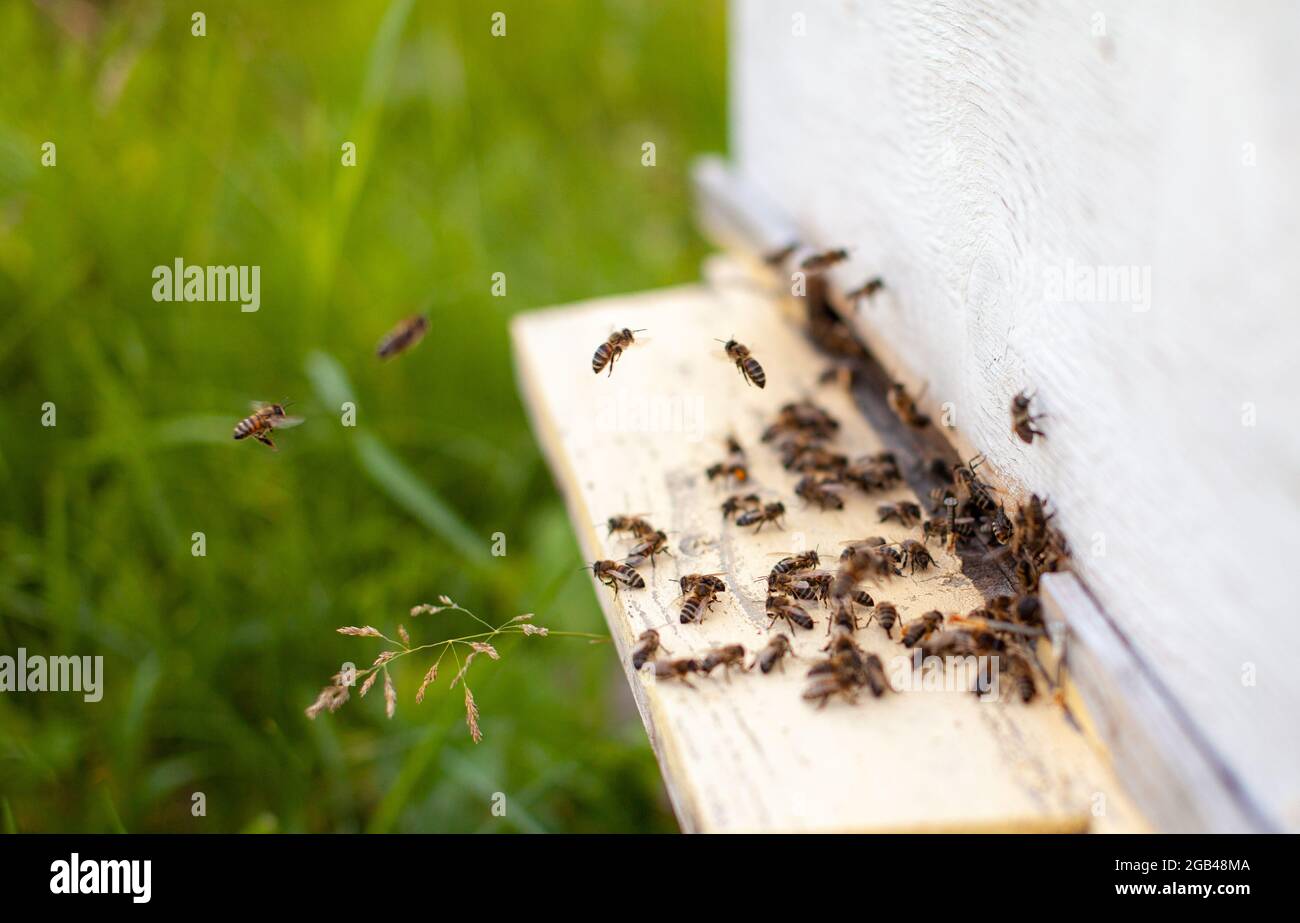 Bees swarm collect hi-res stock photography and images - Alamy