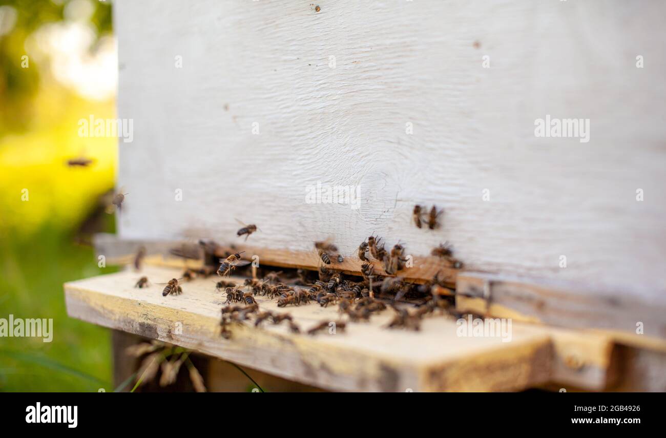 Bees collect pollen from the flowers and carry it to the hive. The