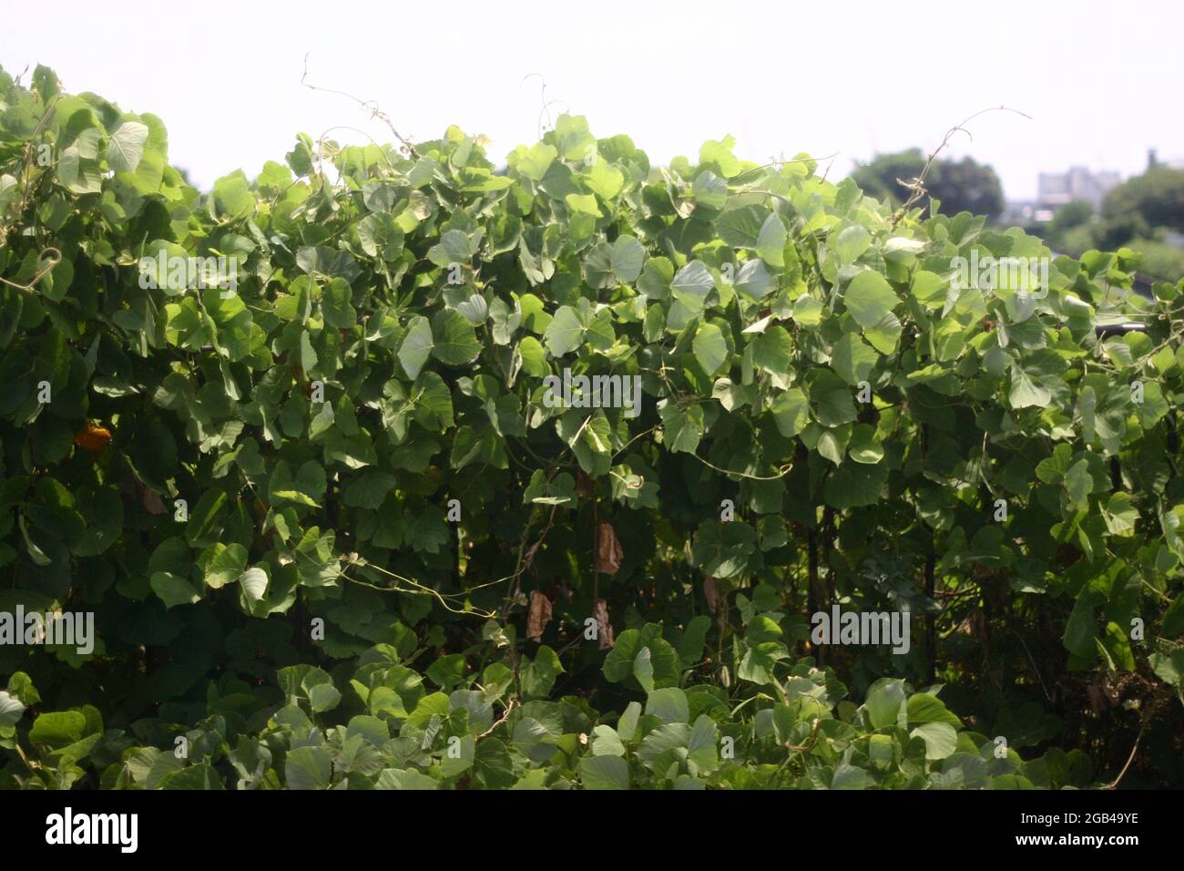 Ivy clad fence hi-res stock photography and images - Alamy