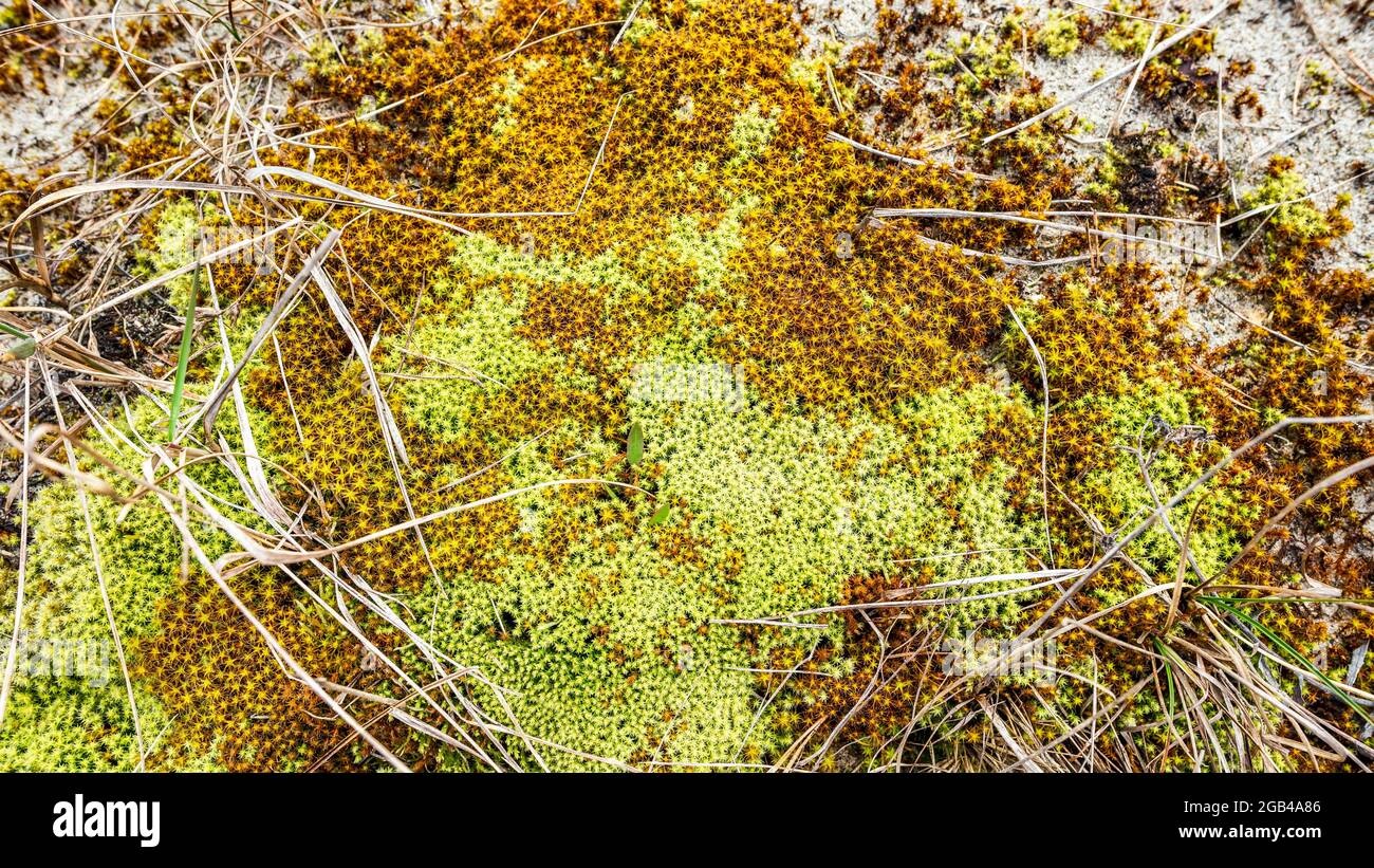 Yellow and green moss growing on sandy soil among dry grass Stock Photo