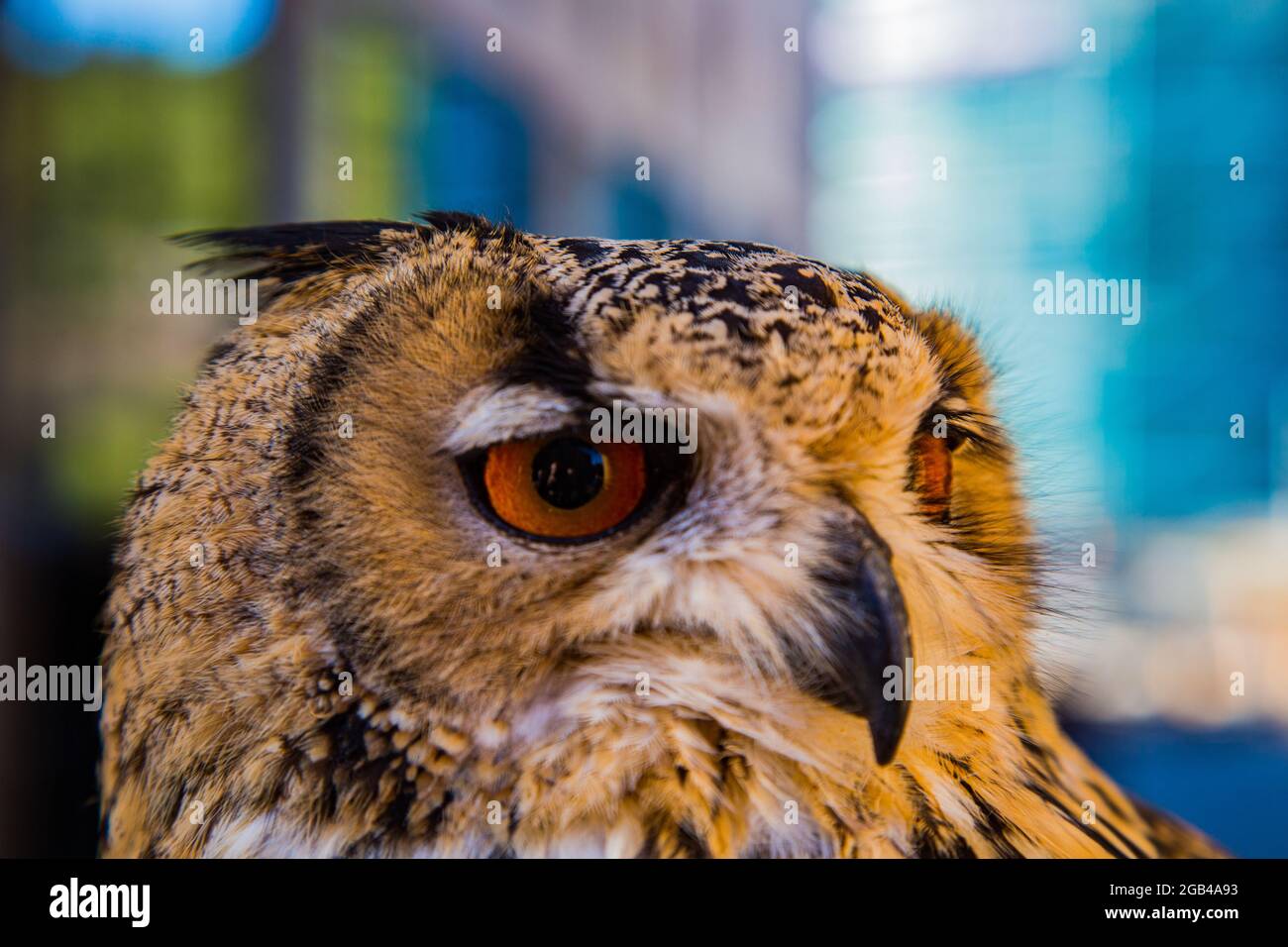 Falconry display owl, with orange eyes and orange plumage with black beak Stock Photo
