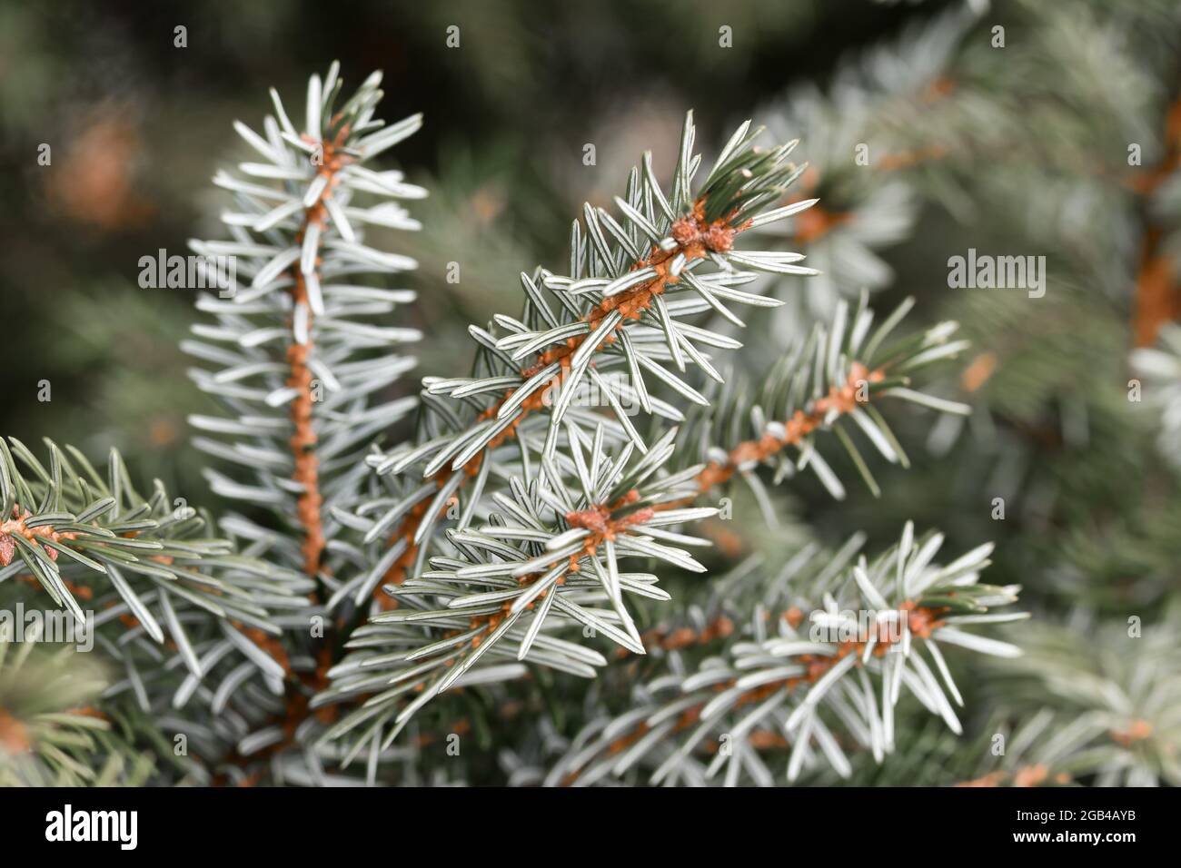 Closeup macro of coniferous or fir tree Stock Photo