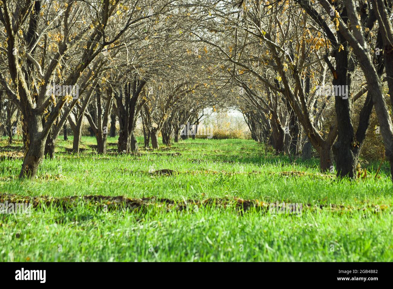 Autumn season green grass and trees beautiful view landscape outdoor photography Quetta Balochistan Stock Photo