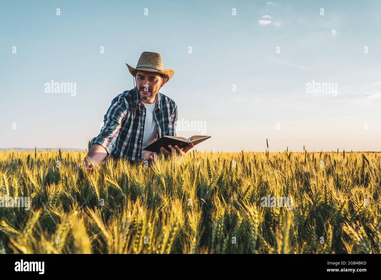 Farmer is standing in his growing wheat field. He is examining crops ...