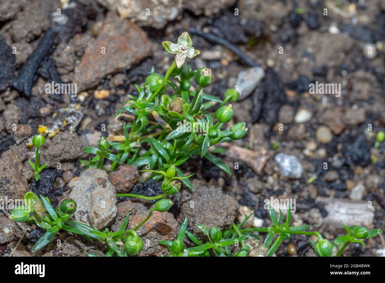 Sagina procumbens aka Pearlwort. Tiny moss-like plant with white flowers. Stock Photo