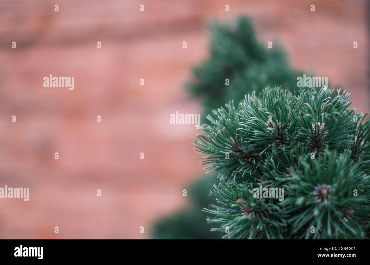 Close-up of branches of coniferous fir tree Stock Photo - Alamy
