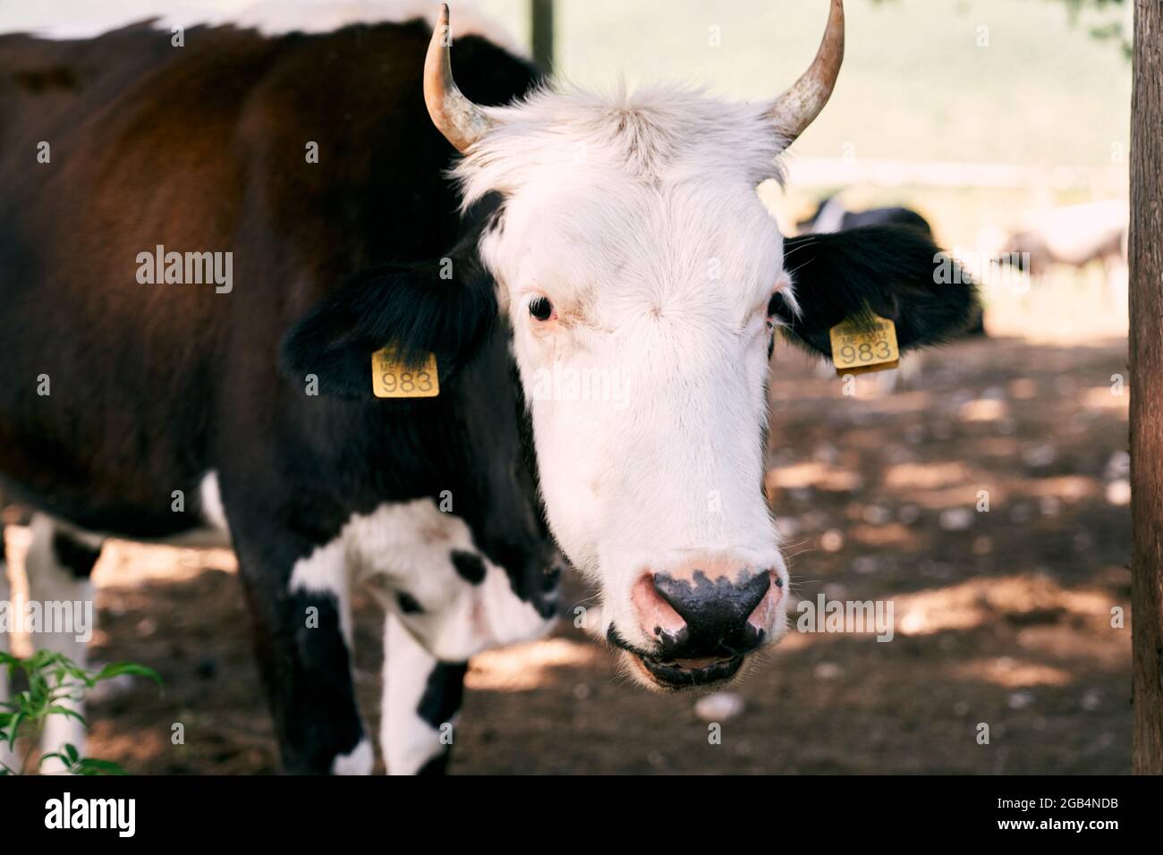 Cow with tags on its ears stands in the pasture Stock Photo