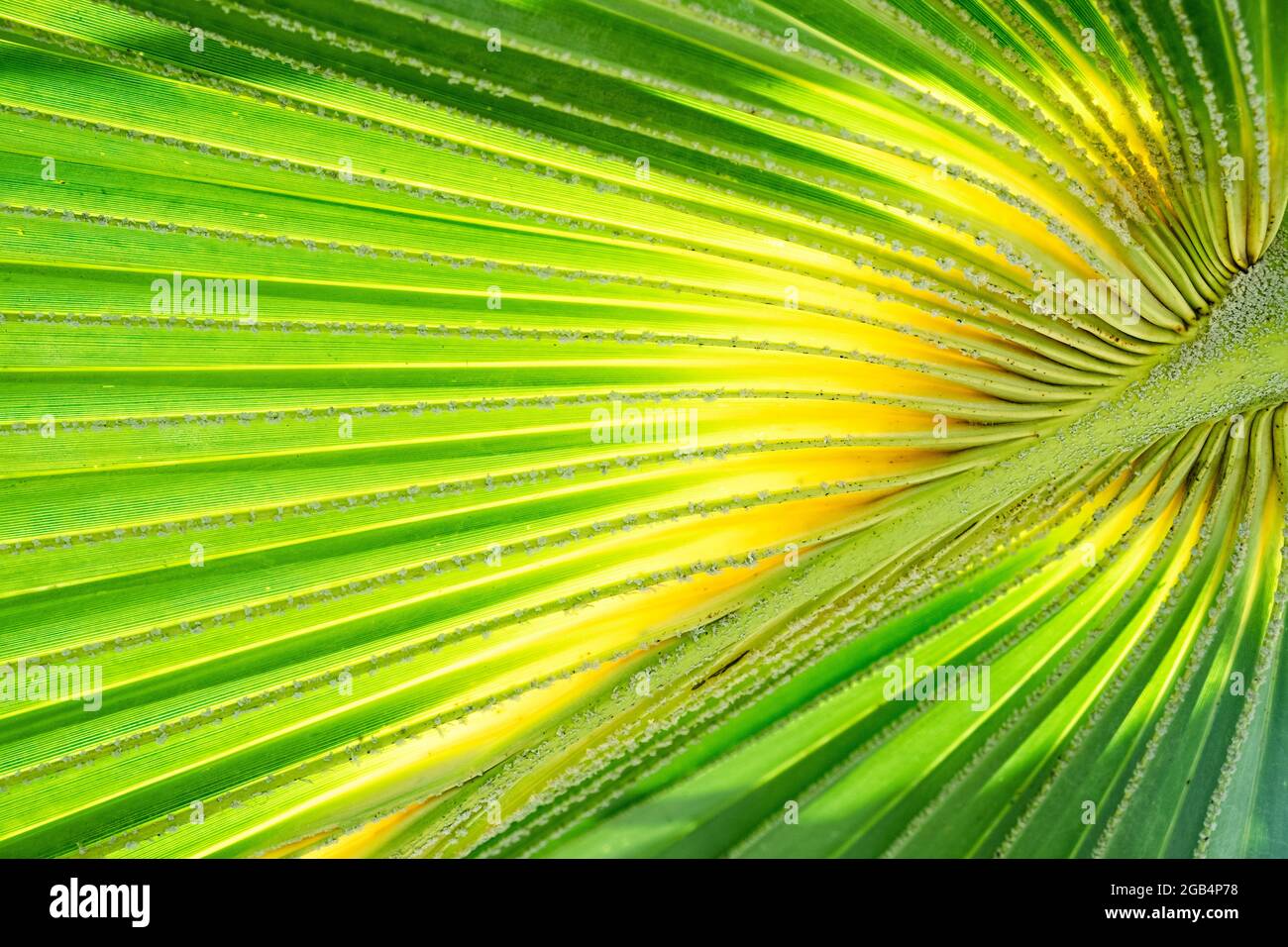 Green and yellow Palm tree leaf close up, background Stock Photo