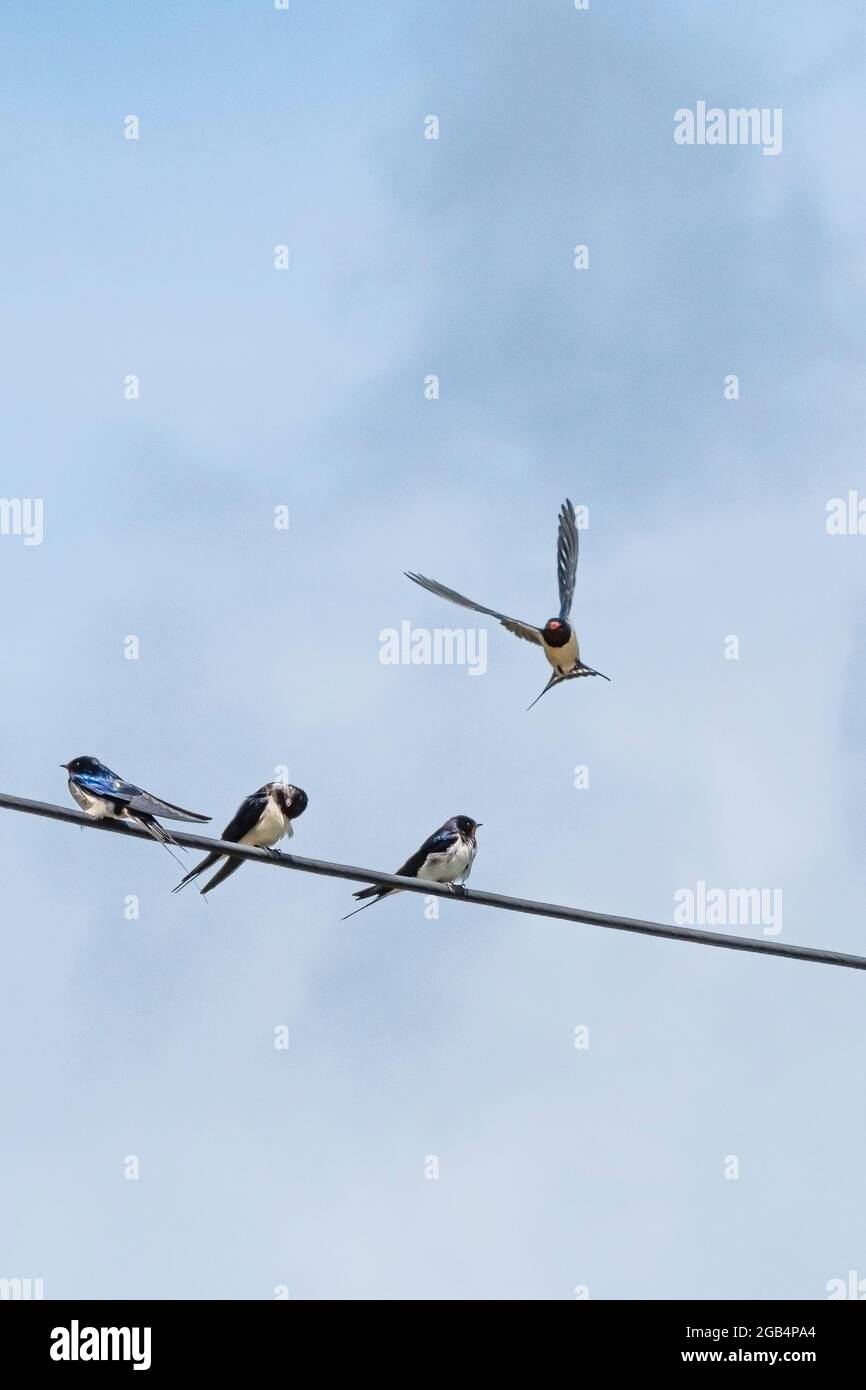 Swallows Hirundo rustica perched on a telephone wire. Stock Photo