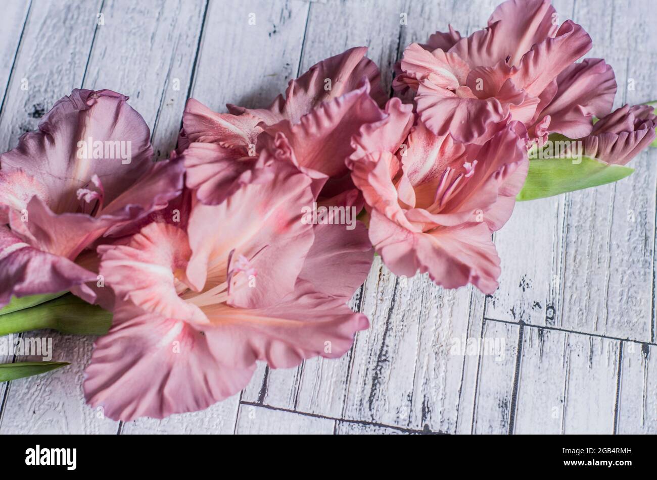 Gladiolus powder color ash pink on a gray textured wooden background. Natural photo. Stock Photo