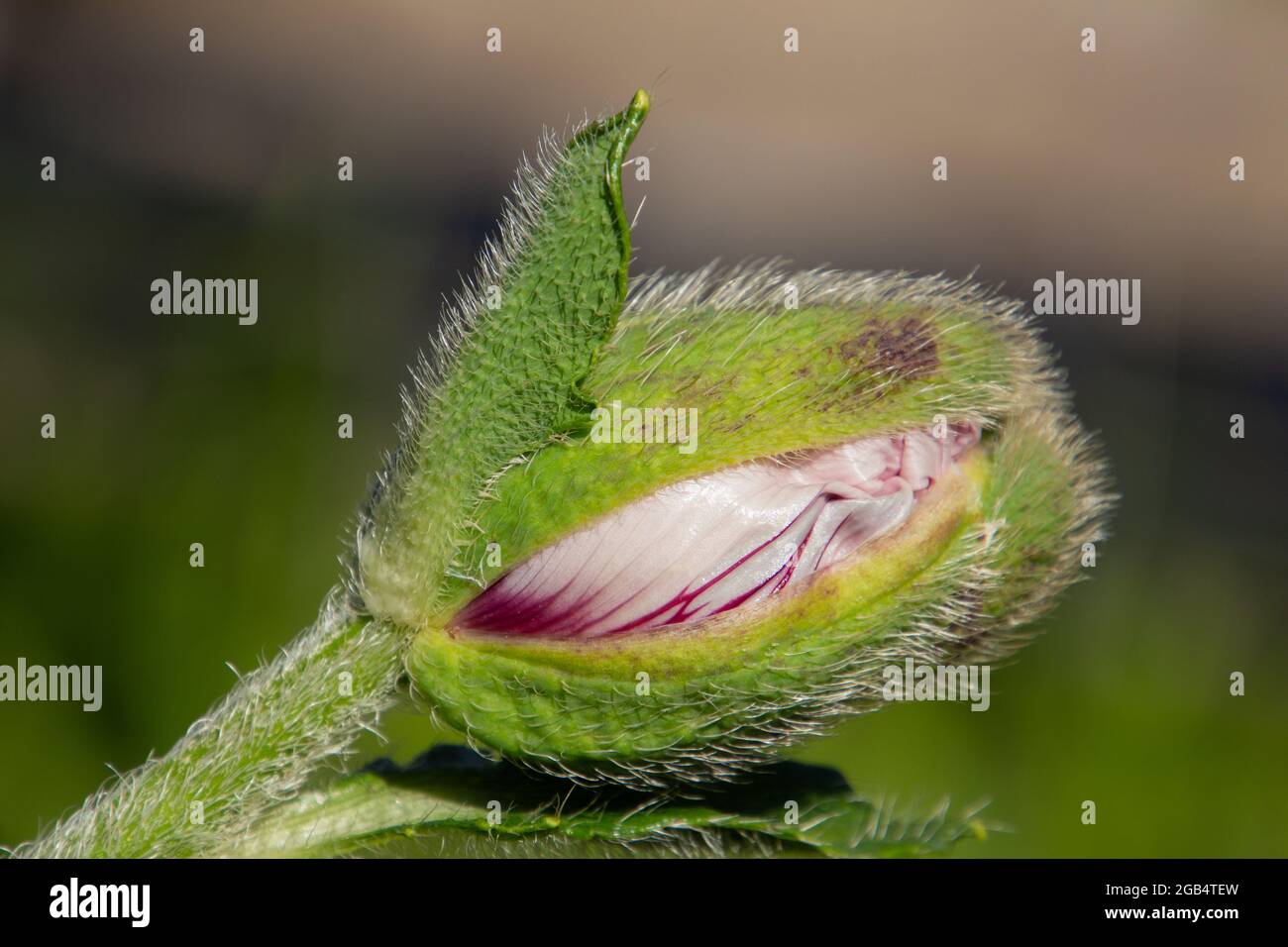 Close up of a red flower bud oriental poppy, Papaver orientale Stock Photo