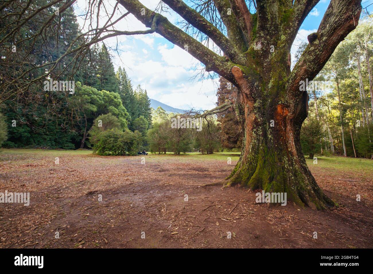 Picnic in beech wood hires stock photography and images Alamy