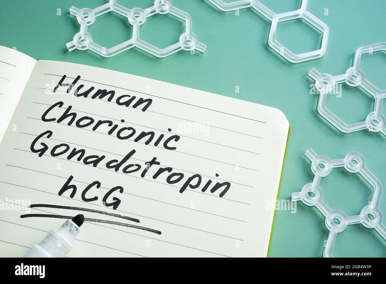 Human Chorionic Gonadotropin hCG written on the page. Stock Photo