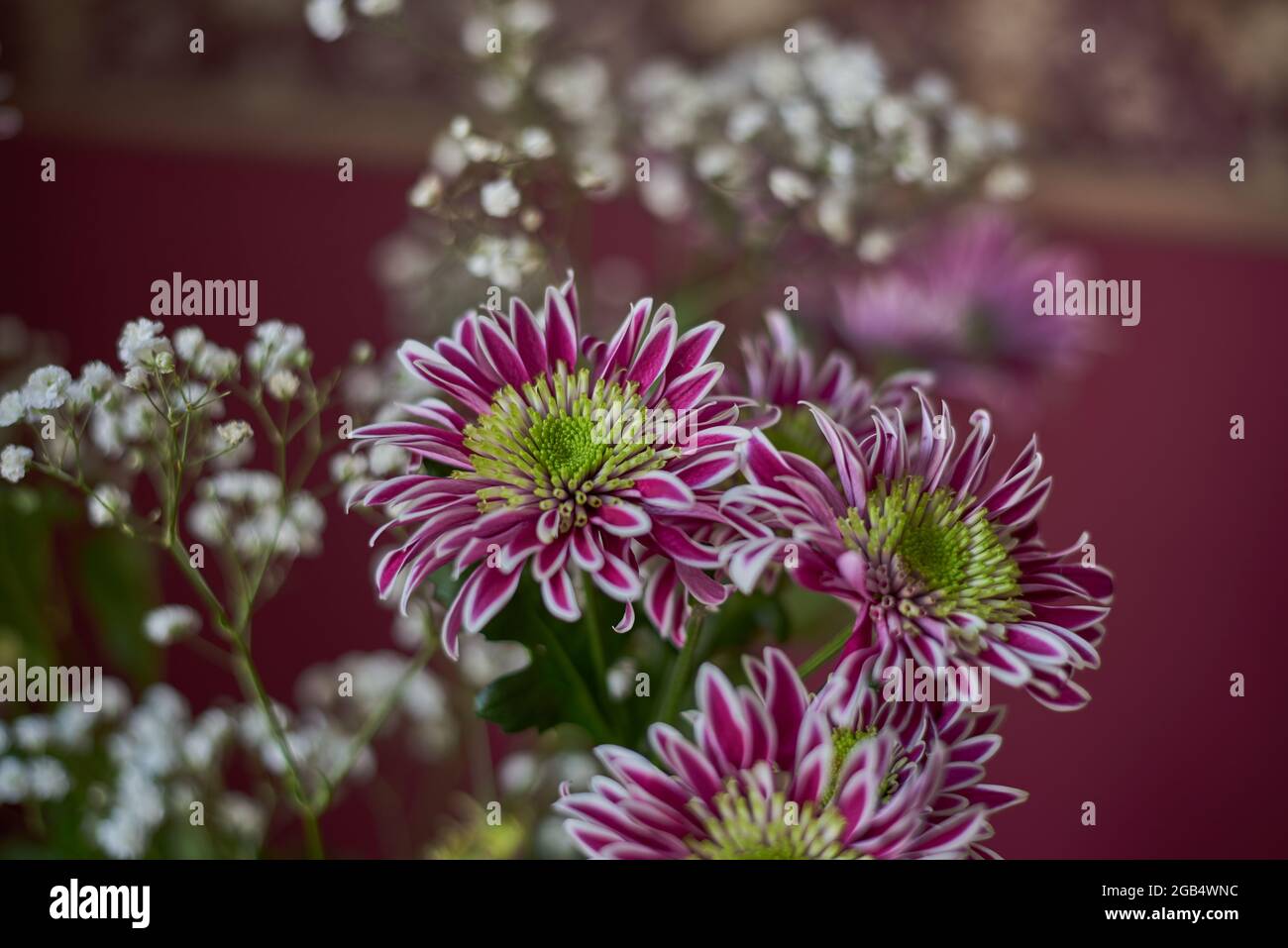 Variegated bush chrysanthemums with a green-yellow core on a blurred background. Russia, Moscow, holiday, gift, mood, nature, flower, plant, bouquet Stock Photo