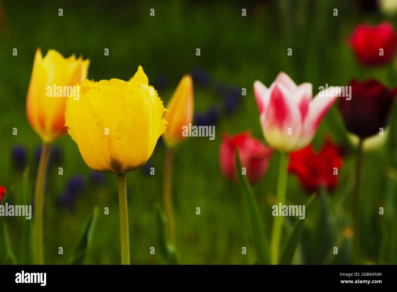 Field of beautiful colorful tulips Stock Photo - Alamy
