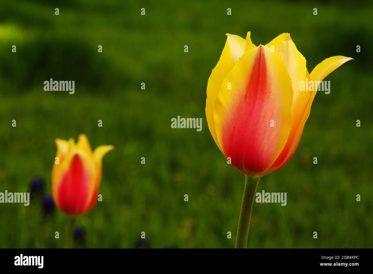 Red'n Yellow Tulips on green natural  background Stock Photo