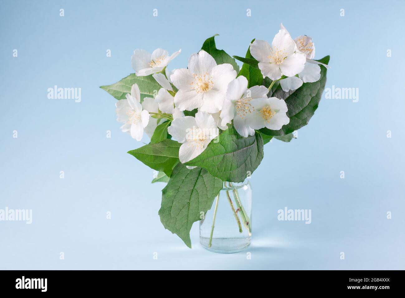 White Jasmine Flower