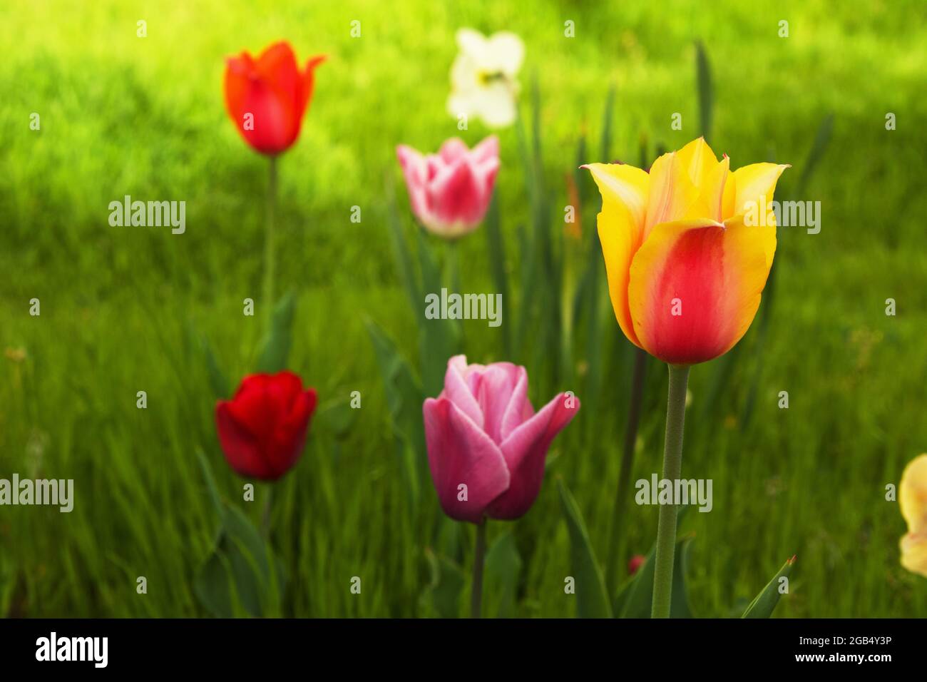 Field of beautiful colorful tulips Stock Photo