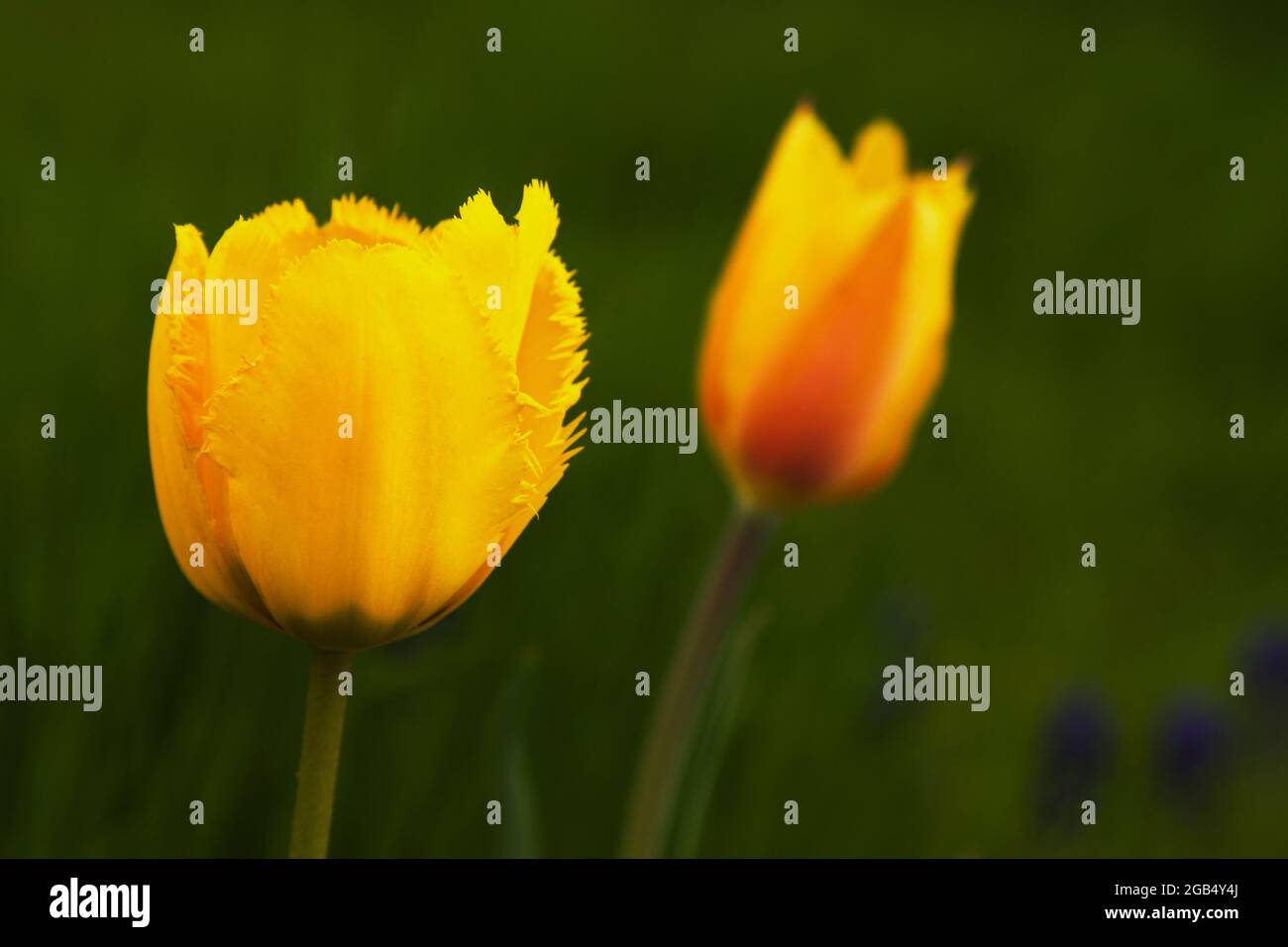 Yellow Tulip on green natural  background Stock Photo