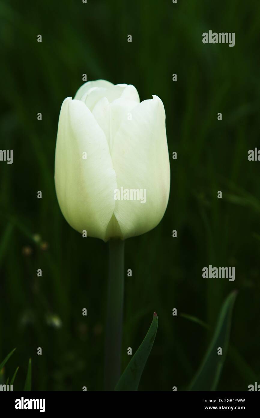 White Tulip on dark green natural  background Stock Photo