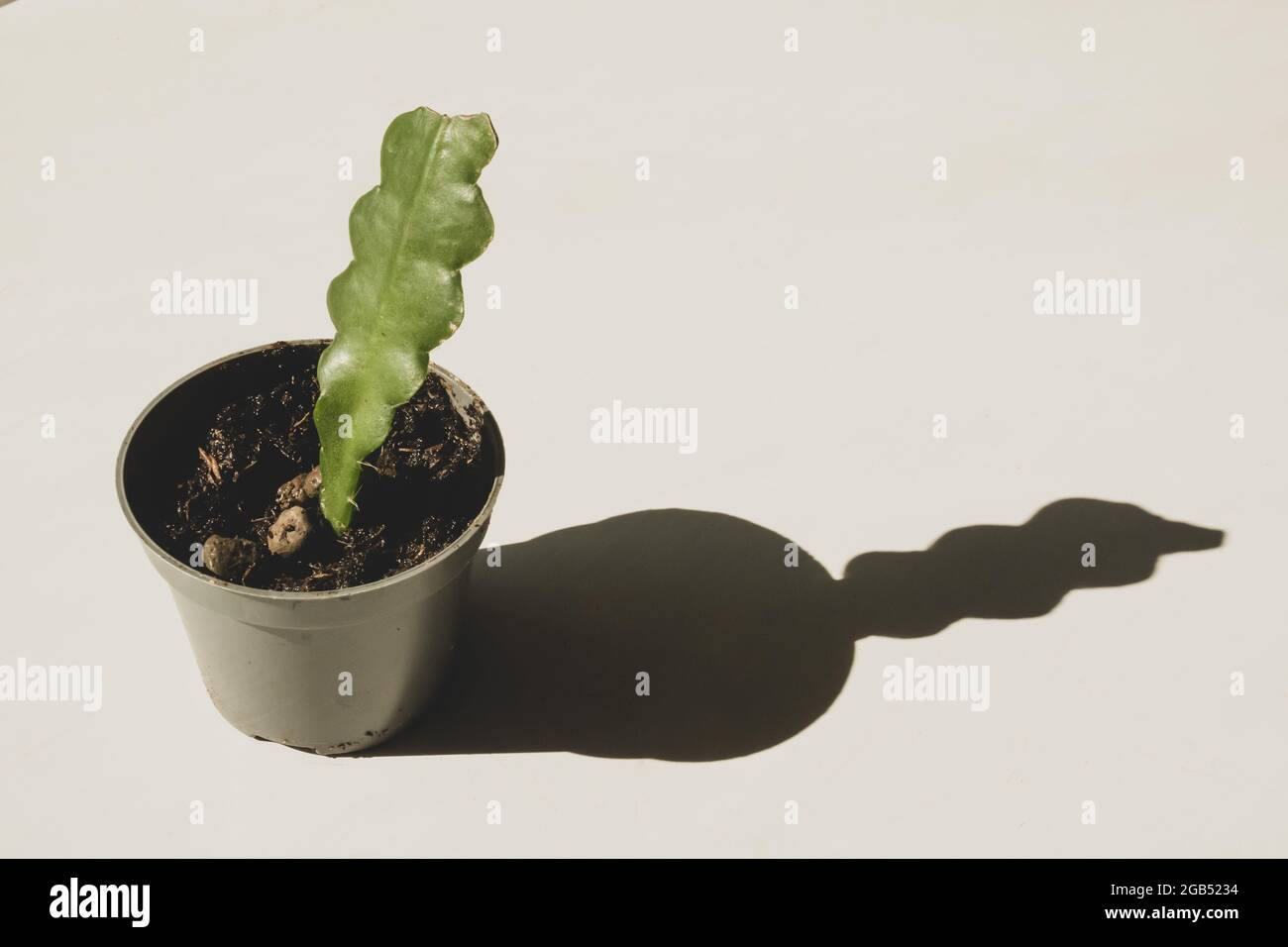 An angled view of a young, recently propagated Fishbone or zig zag Cactus casting a clean, rounded shadow against a plain white background Stock Photo