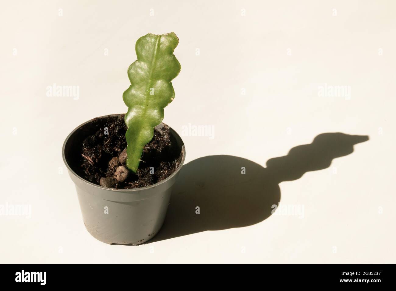 An angled view of a young, recently propagated Fishbone or zig zag Cactus casting a clean, rounded shadow against a plain white background Stock Photo