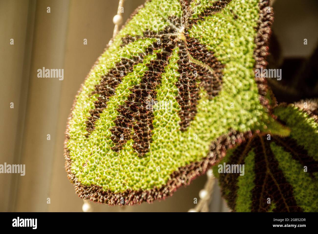 The large brownish red and green leaf of an Iron Cross Begonia indoors as part of a home garden Stock Photo