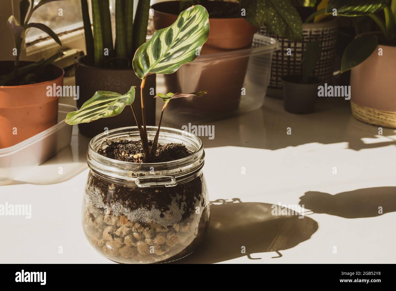 A calathea makoyana or Peacock plant in a glass jar improvised as a plant pot which is basking in sunshine on the windowsill of a home. Stock Photo