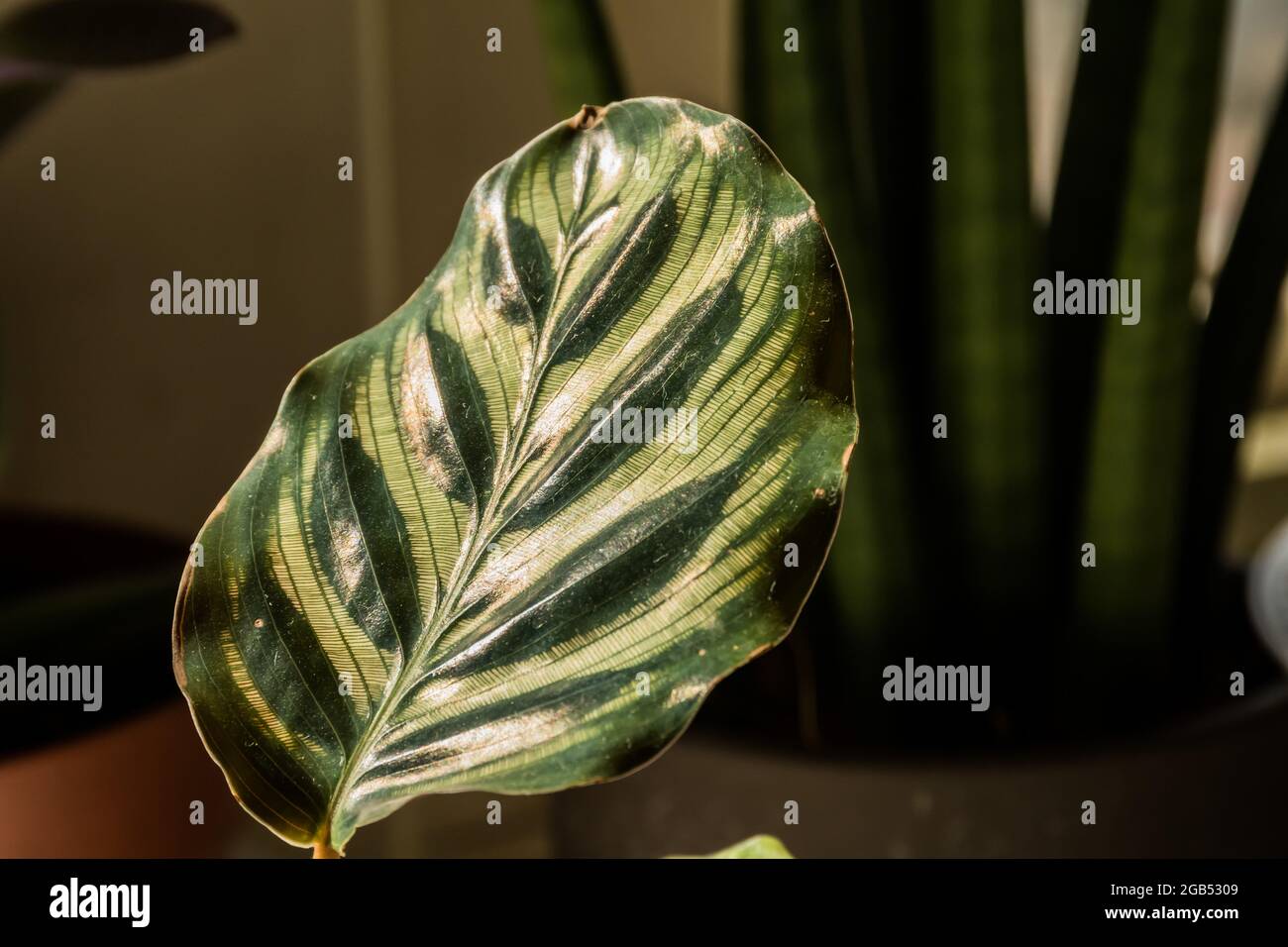 A close up of the large leaf of a Calathea Makoyana (Peacock Plant) which is also known as Cathedral Windows due to the semi-transparent leaf. Stock Photo