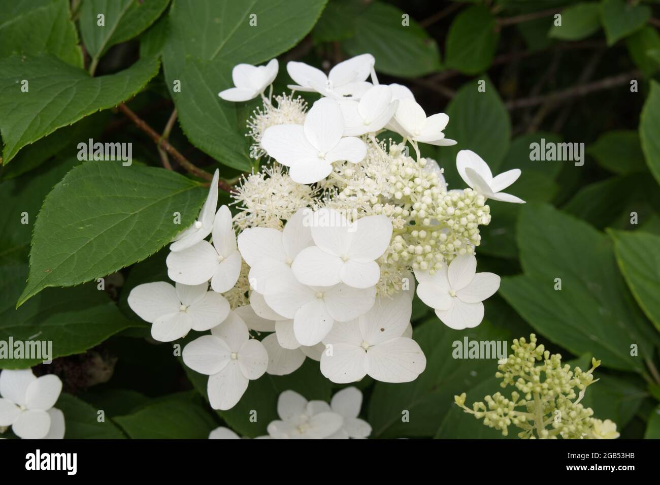 White flowered hydrangea paniculata shrub in bloom August Summer UK