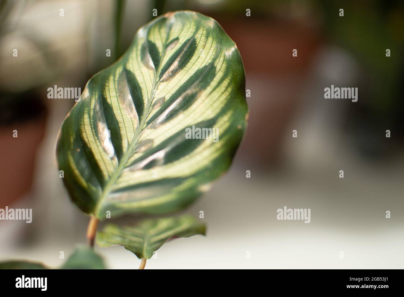 A close up view of the leaf of a Goeppertia makoyana, otherwise known as peacock plant or cathedral windows as it basks in the sunlight indoors. Stock Photo