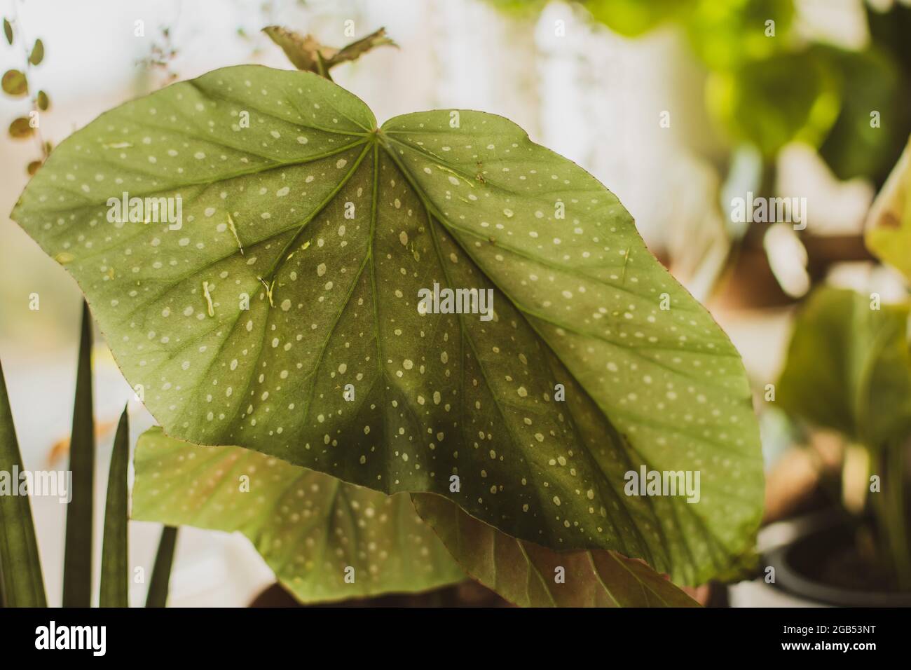 A large green begonia leaf with white spots Stock Photo