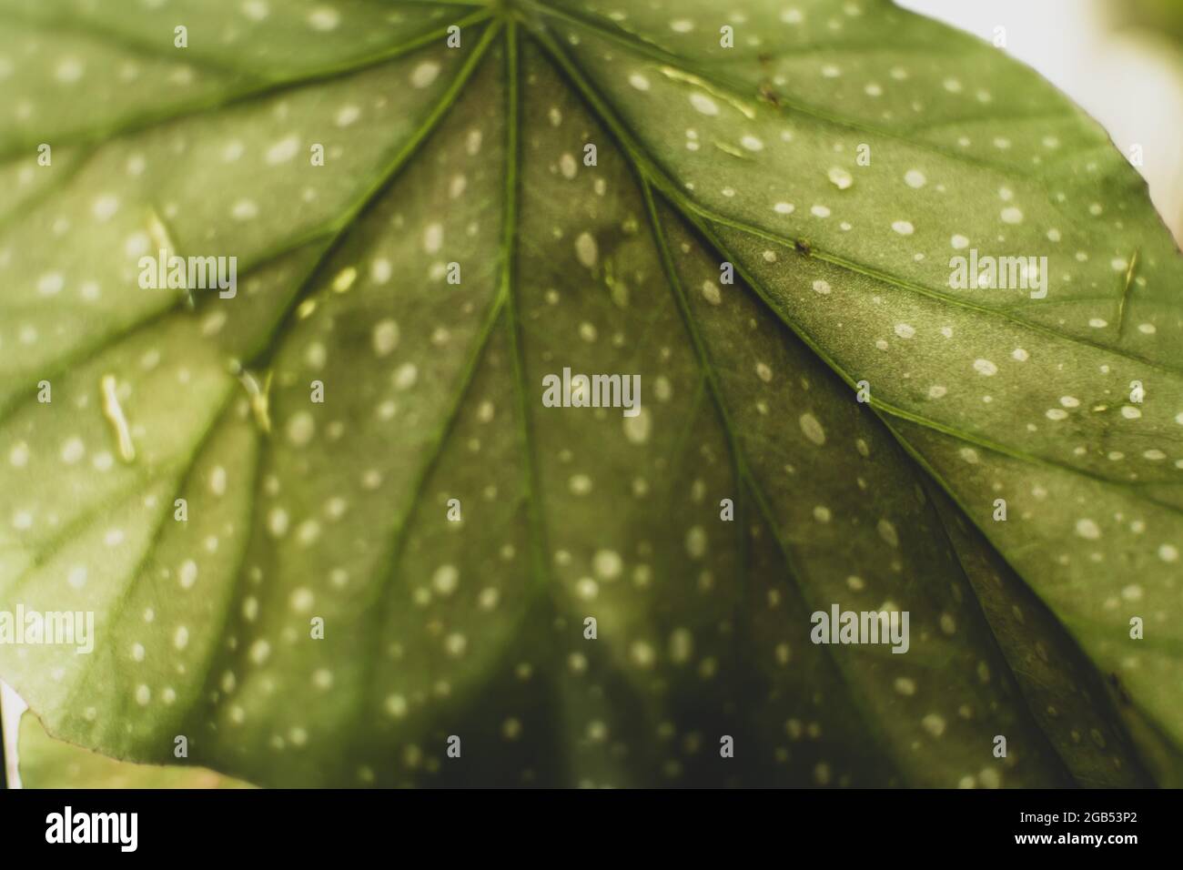 A large green begonia leaf with white spots Stock Photo