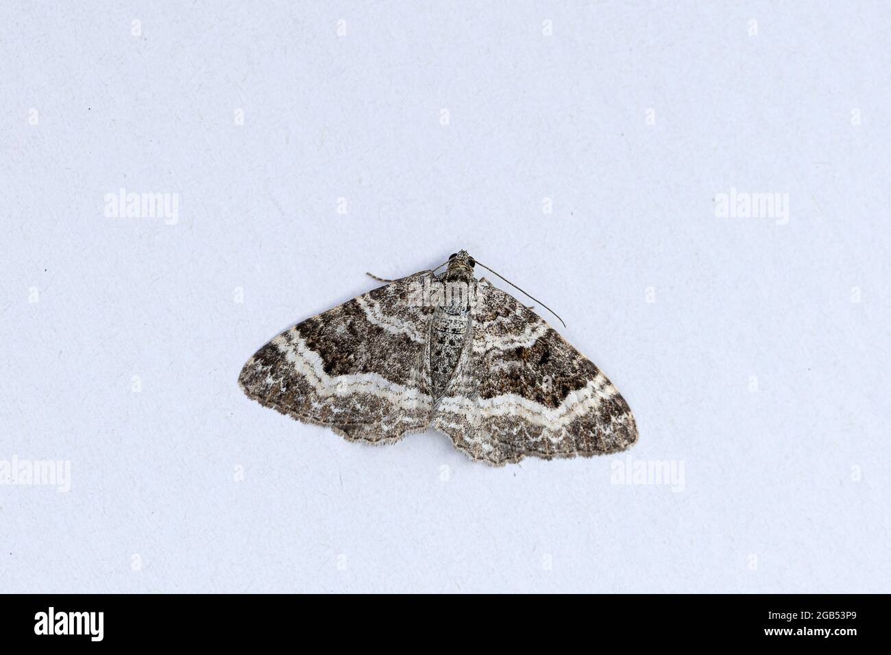 Common Carpet Moth (Epirrhoe alternata) Stock Photo