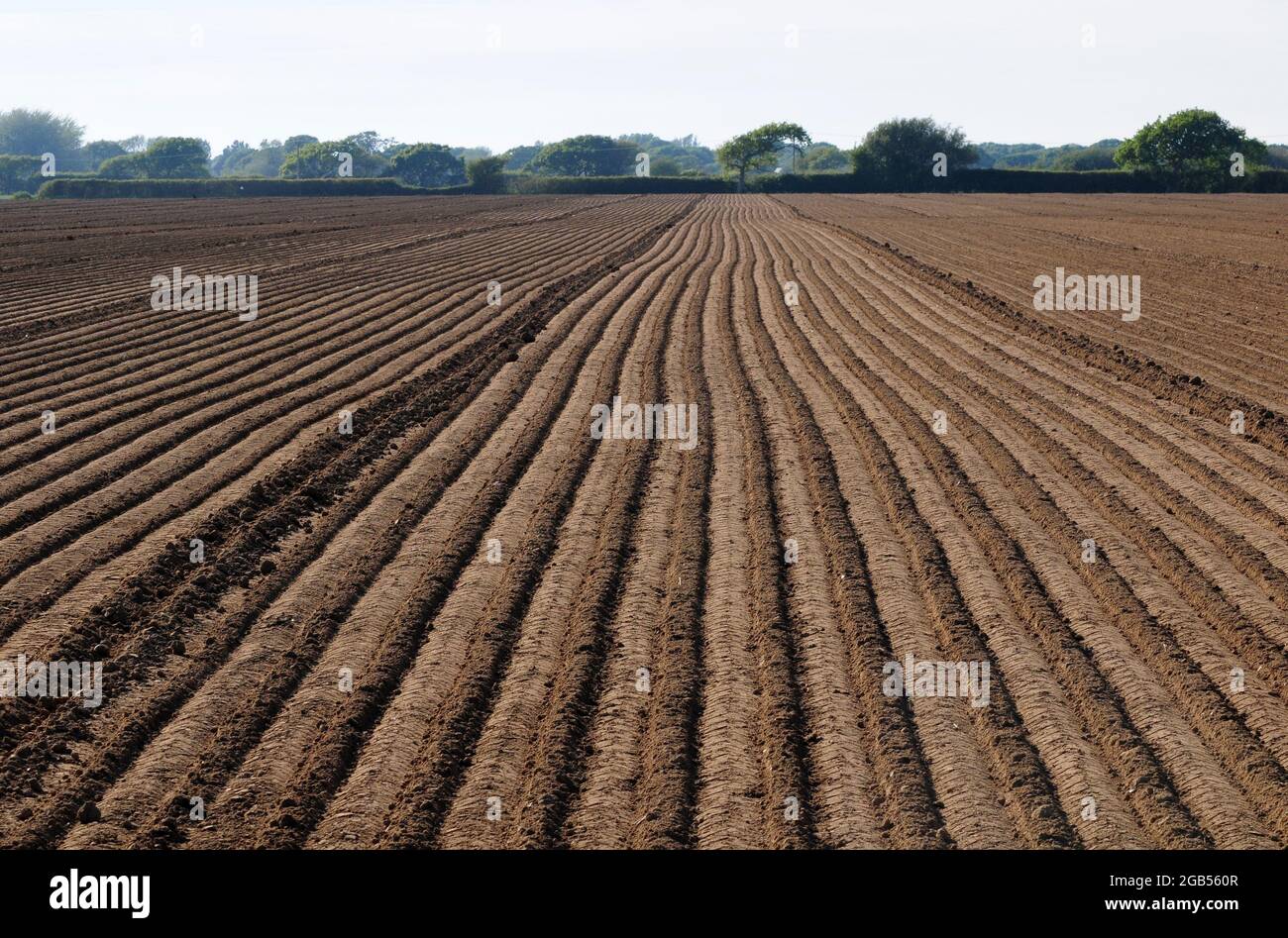 Soil prepared for planting maize. Stock Photo