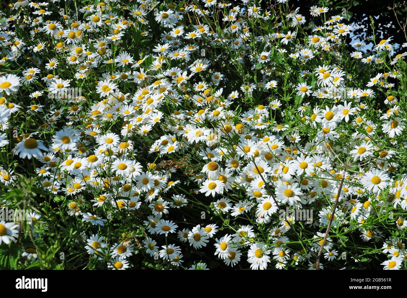 ox-eye daisies.  Leucanthum vulgare. Stock Photo
