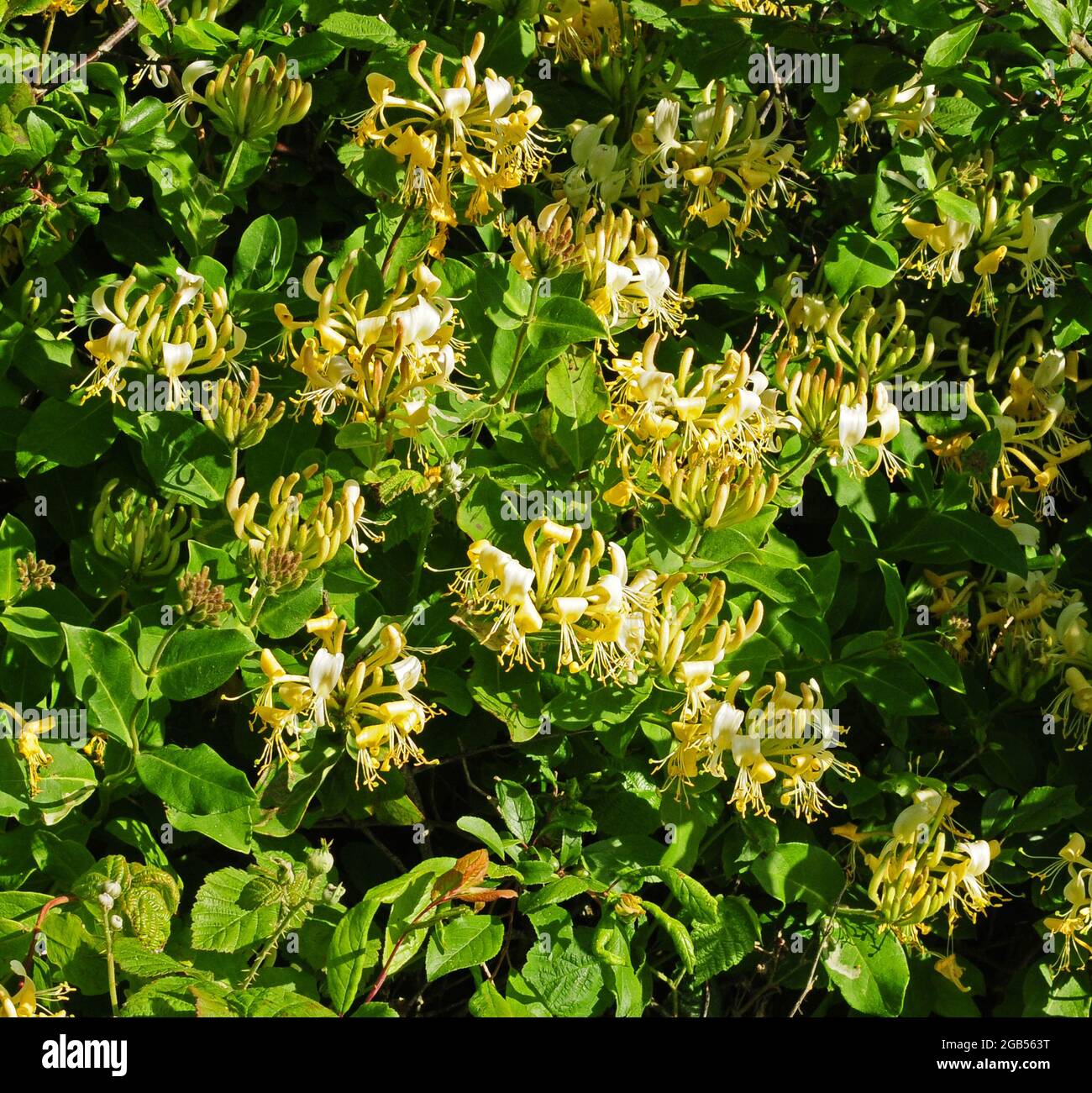 English wild honeysuckle hires stock photography