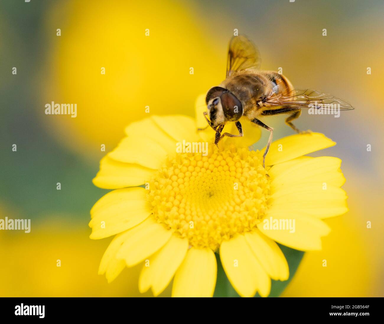 Hoverfly, Hover Fly, perched on a yellow flower in a British Garden, Summer 2021 Stock Photo