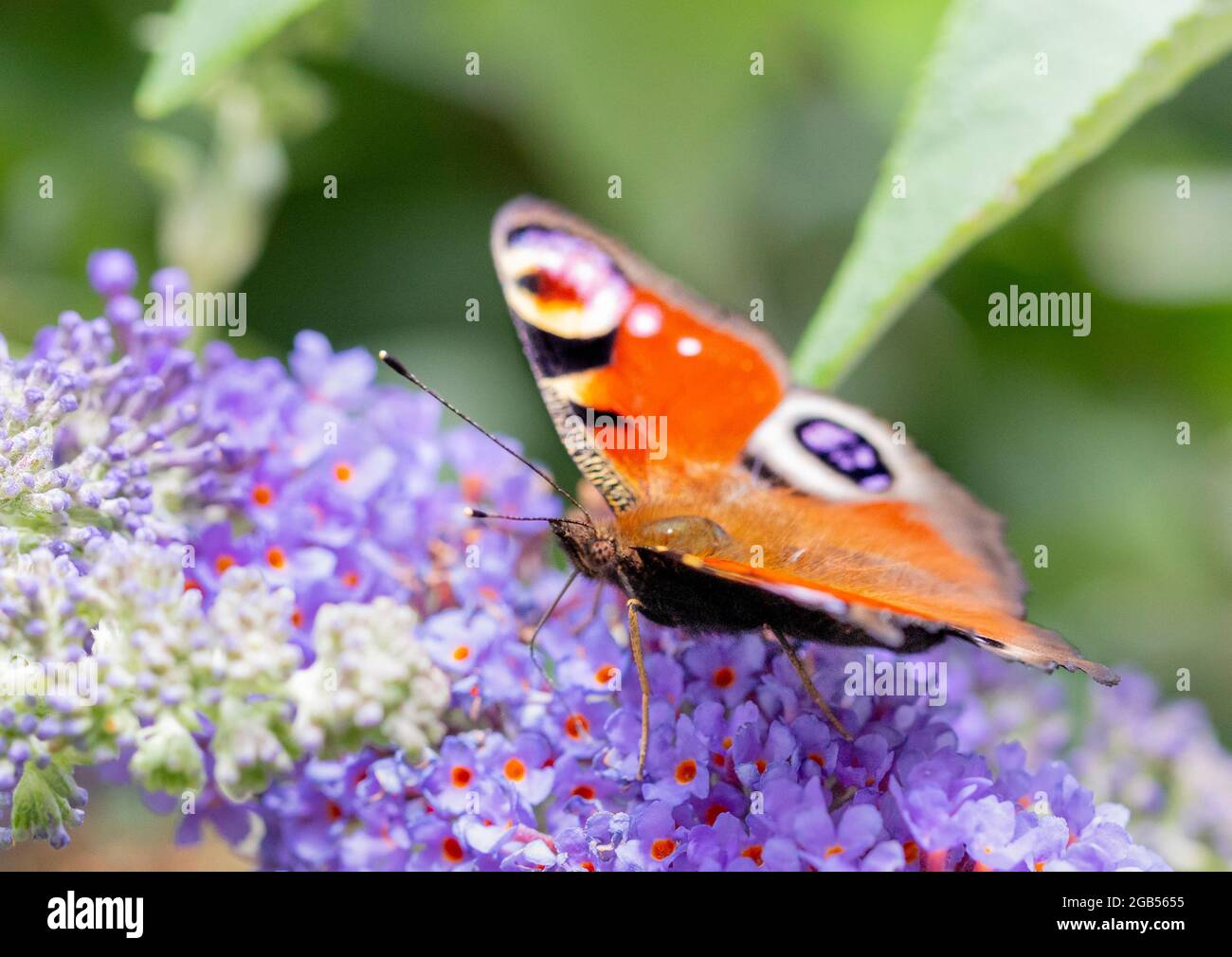 Peacock Butterfly, Alais io, European Peacock Butterfly, perched on Buddleja in a British Garden Stock Photo