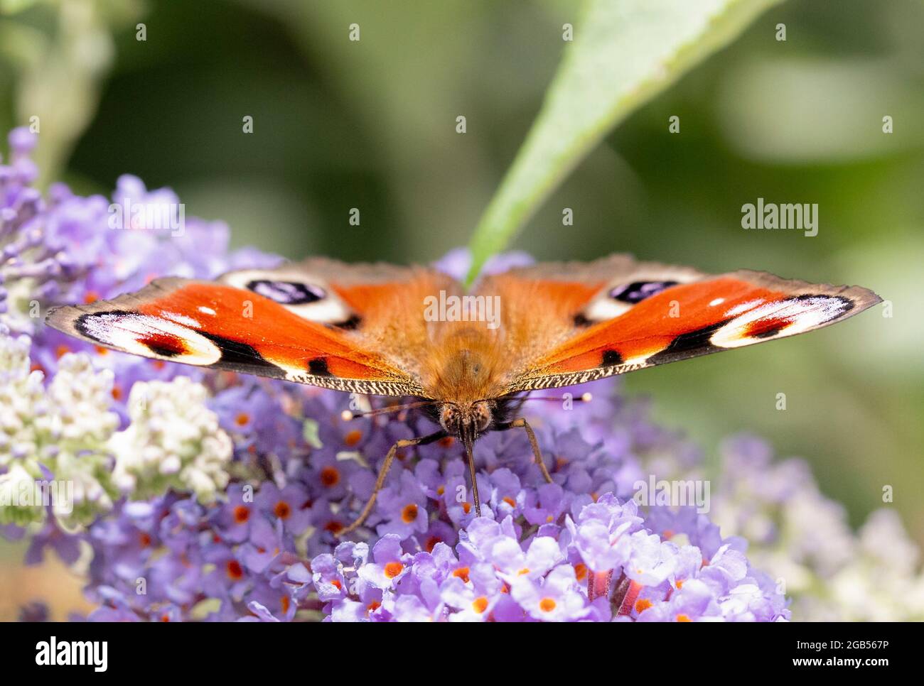 Peacock Butterfly, Alais io, European Peacock Butterfly, perched on Buddleja in a British Garden Stock Photo
