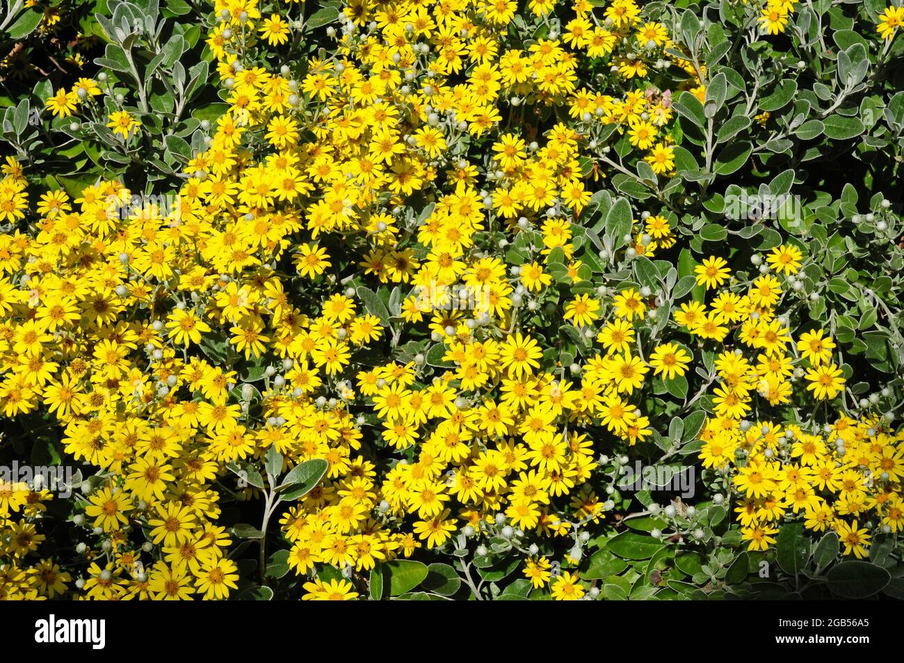 Braachyglottis 'Sunshine'  Senecio in bloom. Stock Photo