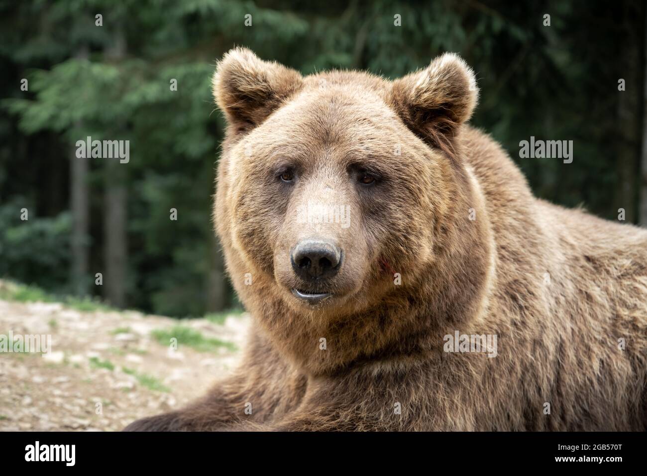 Brown wild bear portrait in green summer forest. Animal photography Stock Photo