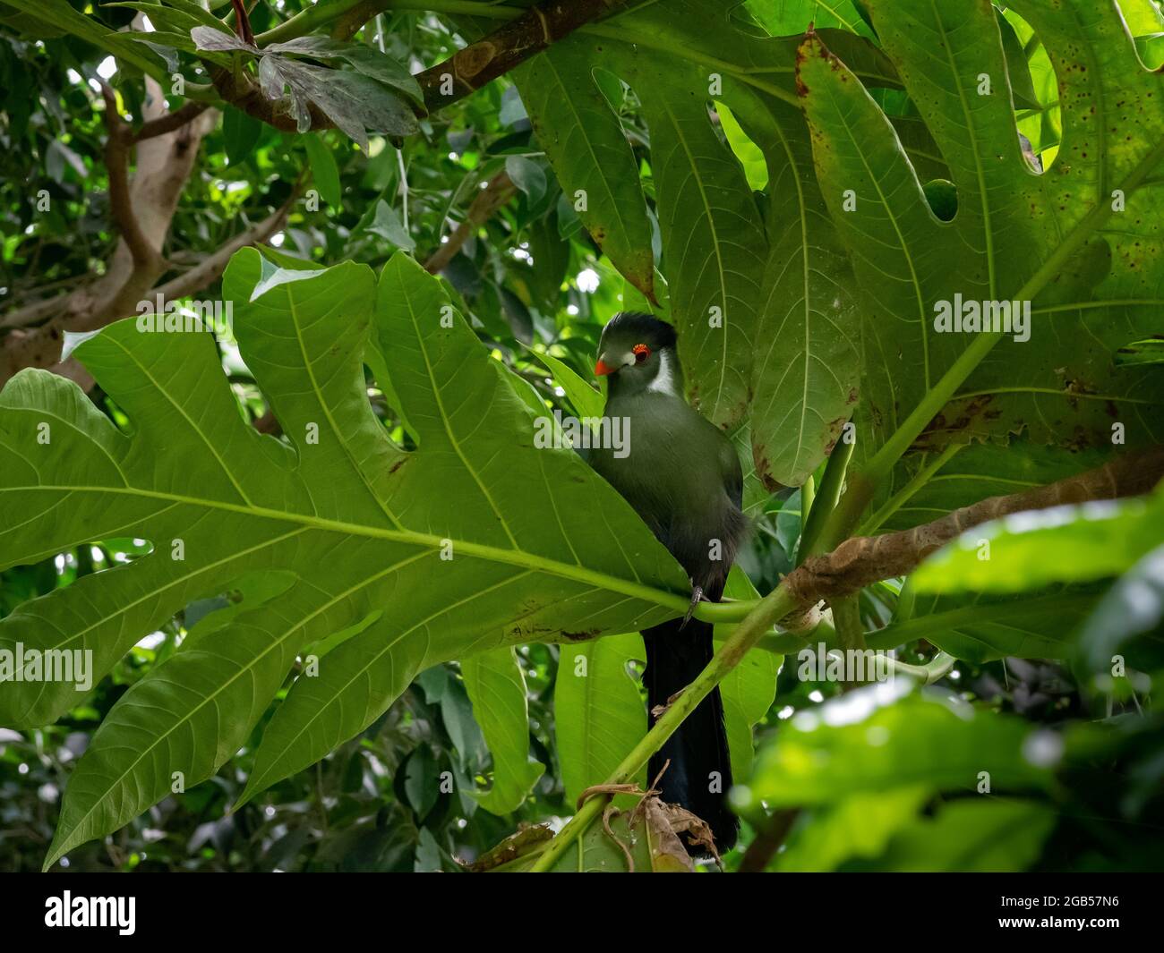 Hartlaub's turaco (Tauraco hartlaubi) is a species of bird in the family Musophagidae. It is found in Kenya, Tanzania, and Uganda. Stock Photo