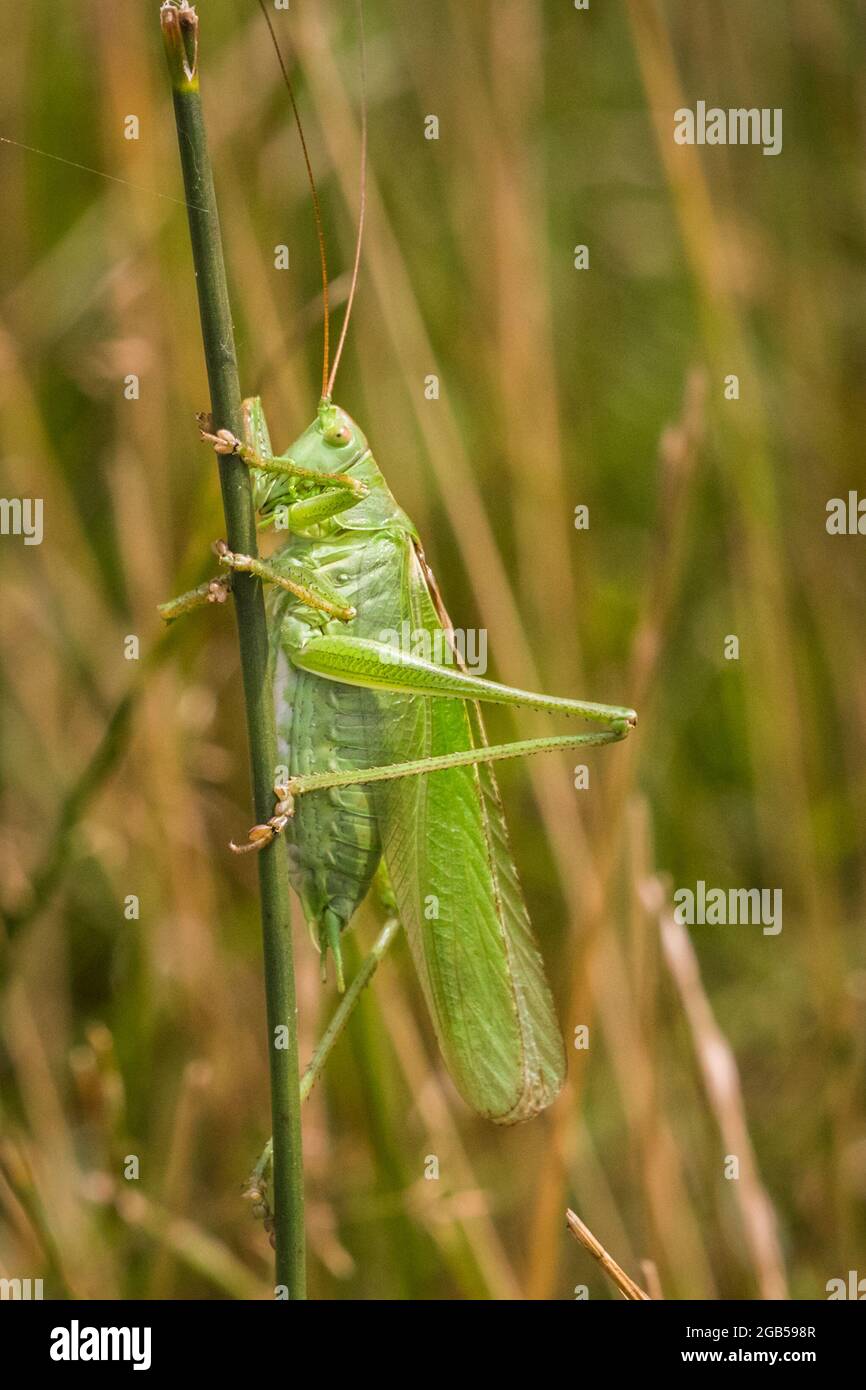 Great green bush cricket (Tettigonia viridissima) sitting still, resting on grass stem in sunshine, Europe Stock Photo