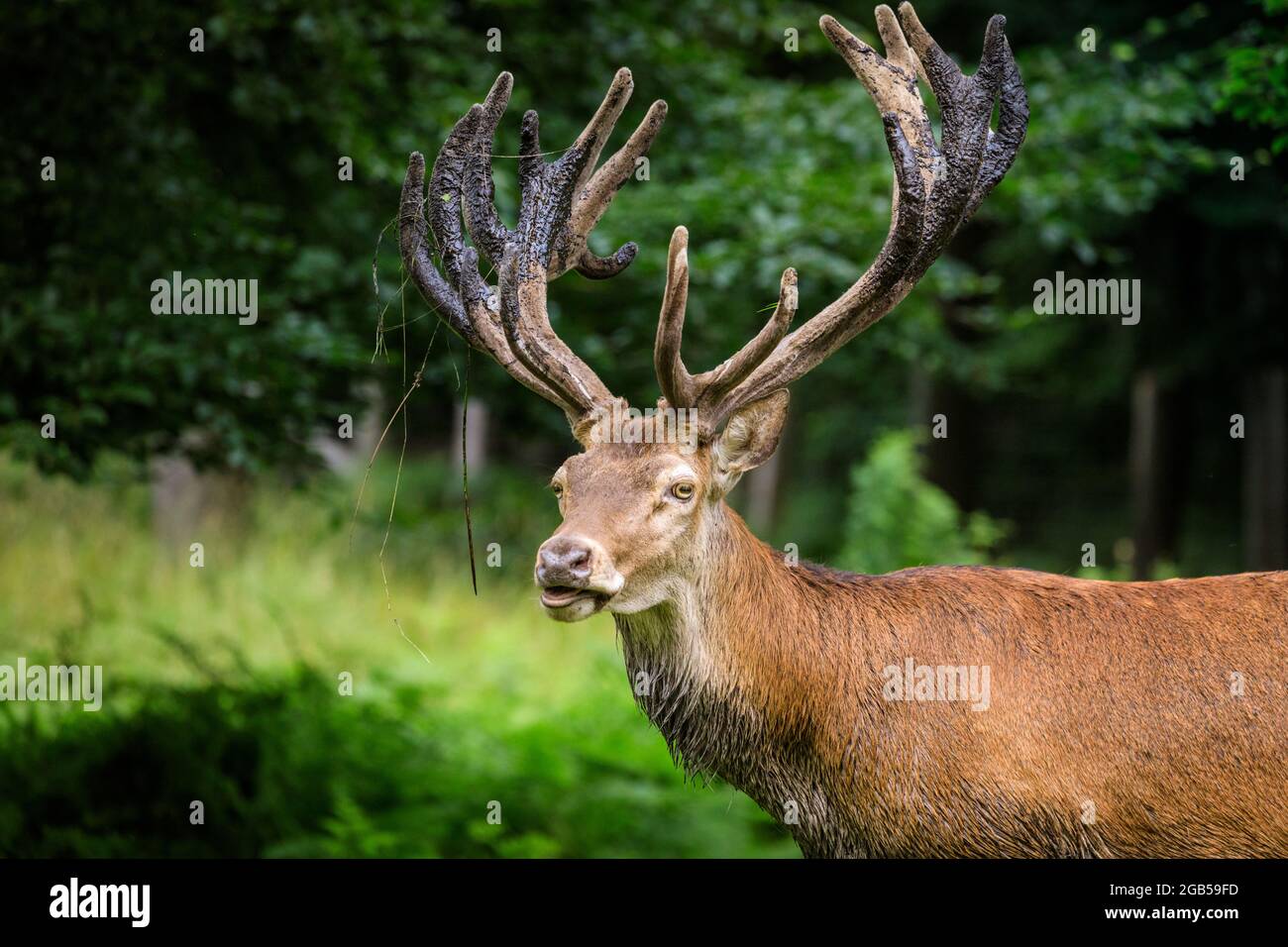 Tall Stag Hi res Stock Photography And Images Alamy