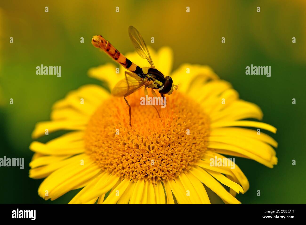 hoverfly on a yellow flower Stock Photo