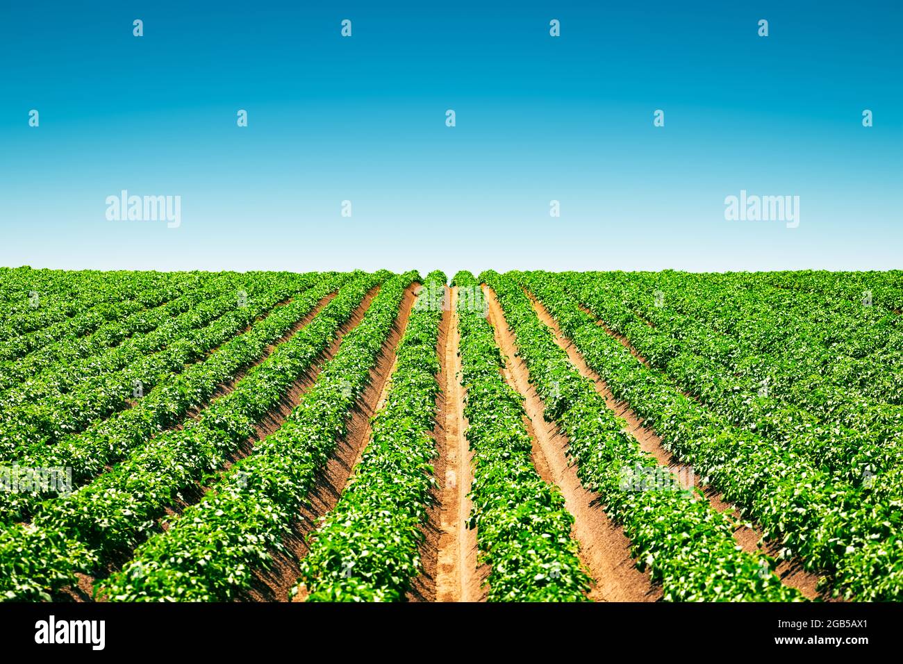 Agricultural field with even rows of potato in the summer. Growing potatoes. Blue sky in the background Stock Photo